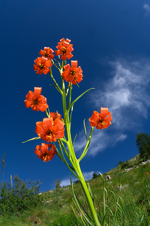 Lilium pomponium / Giglio a fiocco